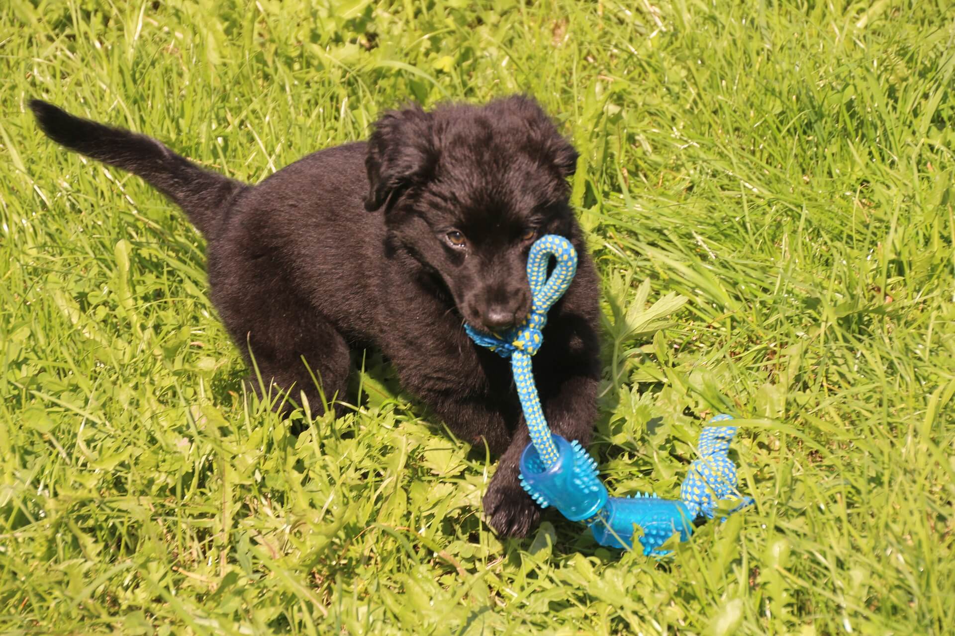 German shepherd teething toys online